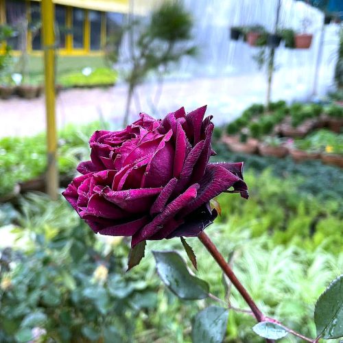 Rose — Burgundy