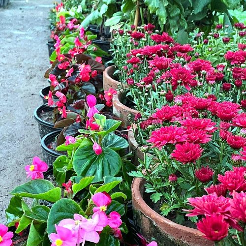 Rose Bushes — Mixed Colours