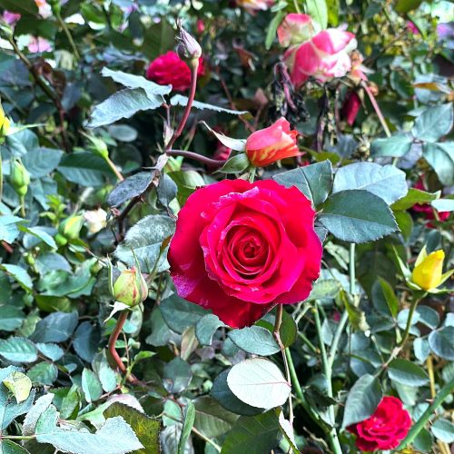 Rose — Pink