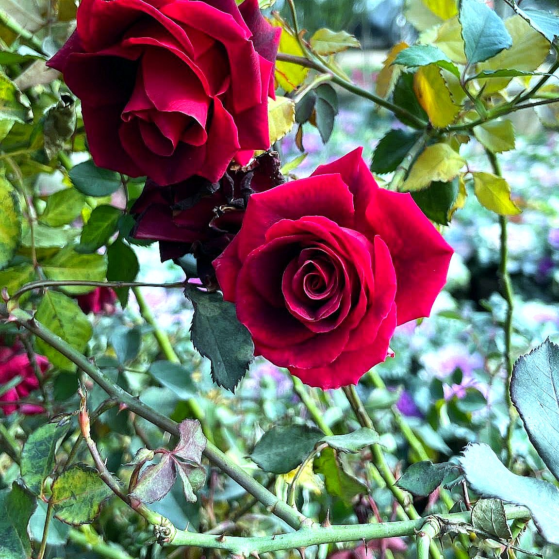 Rose — Red