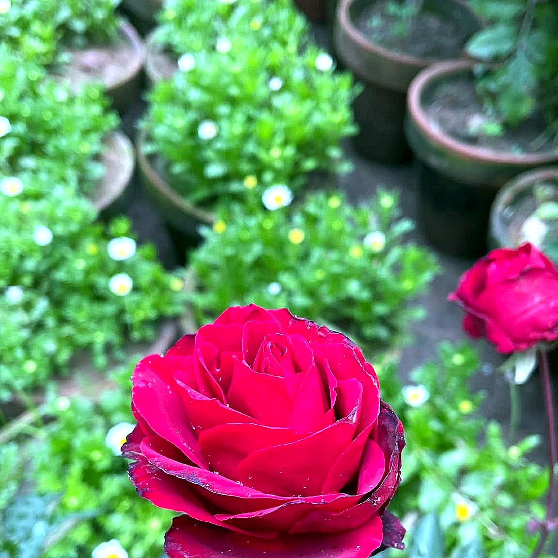 Rose — Red