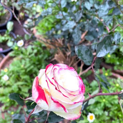 Rose — Two-tone