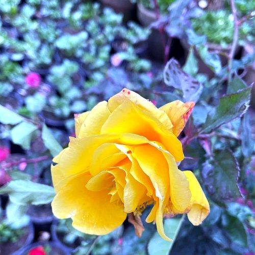 Rose — Yellow