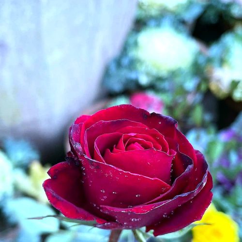 Roses