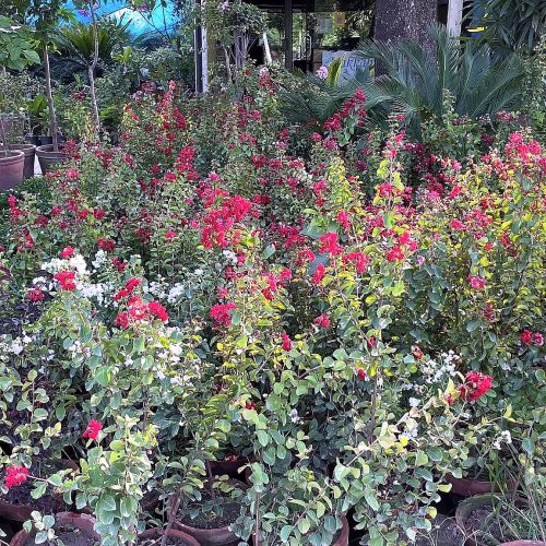 Salvia