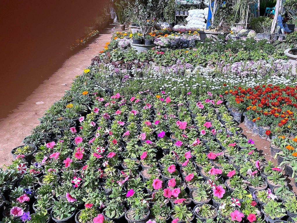 Seasonal flower beds — Makkah Nursery, Islamabad