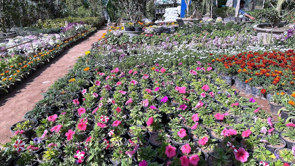 Rows of seasonal flowers in pots along a path at Makkah Nursery, Islamabad
