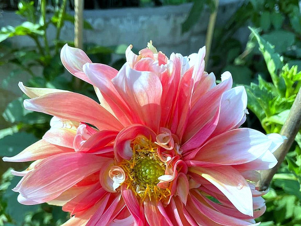 Seasonal Flowers