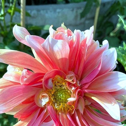 Seasonal Flowers