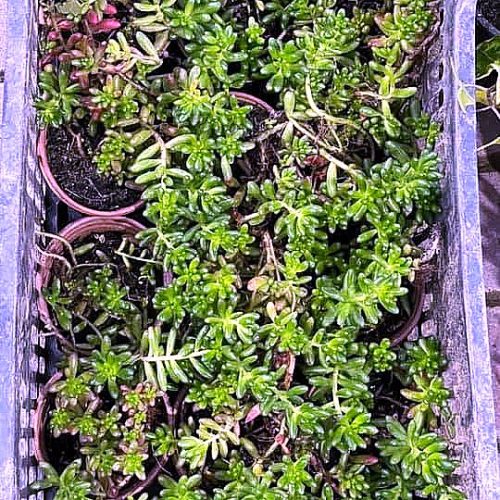 Sedum
