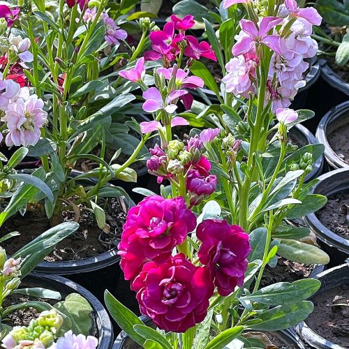 Stock (Gilly Flower)