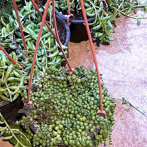 String of Pearls