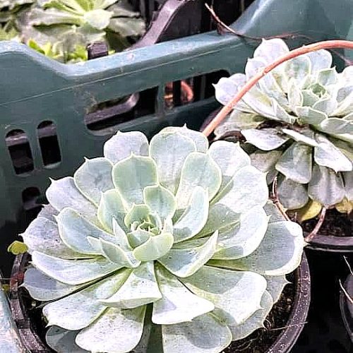 Succulents & Cactus