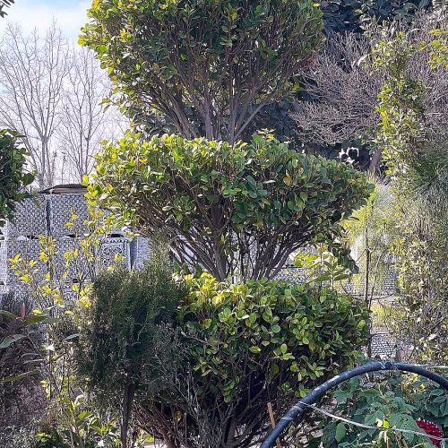 Trees, Palms & Conifers