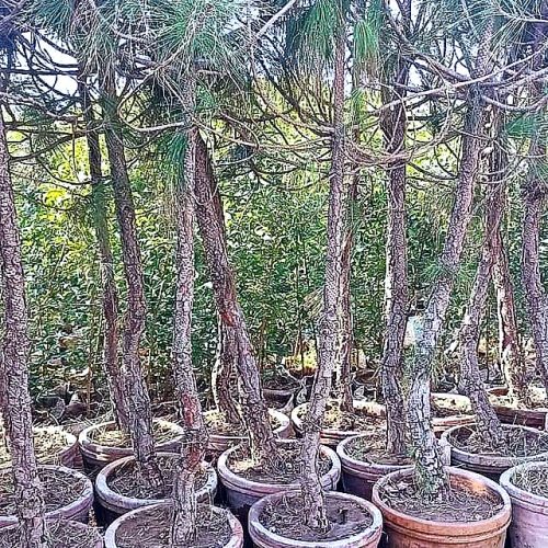 Washingtonia Palm