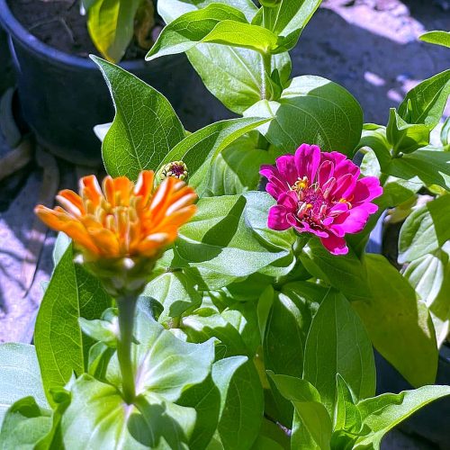Zinnia